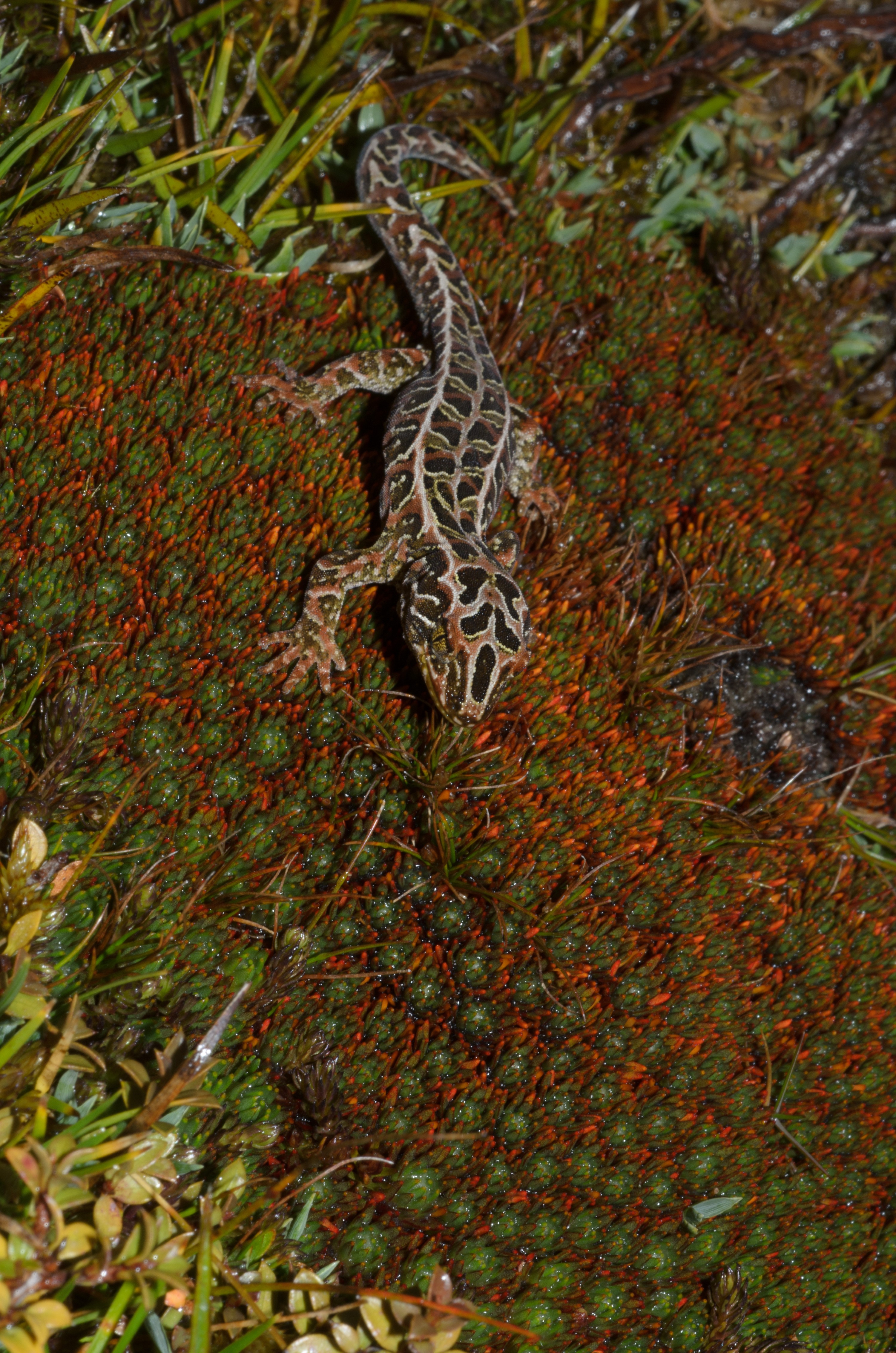 DSC_2993 – Adventure, Crispin, Hoplodactylus, Island, March 2017, National Park, New, New Zealand, Rakiura, South, Stewart, Tukutuku rakiurae, Zealand, amazing, gecko, harlequin gecko, rare, stunning